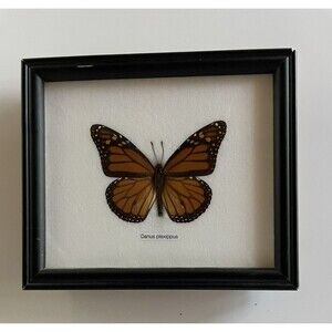 Framed Monarch Butterfly Specimen - Measures 7”x6” (includes frame)
